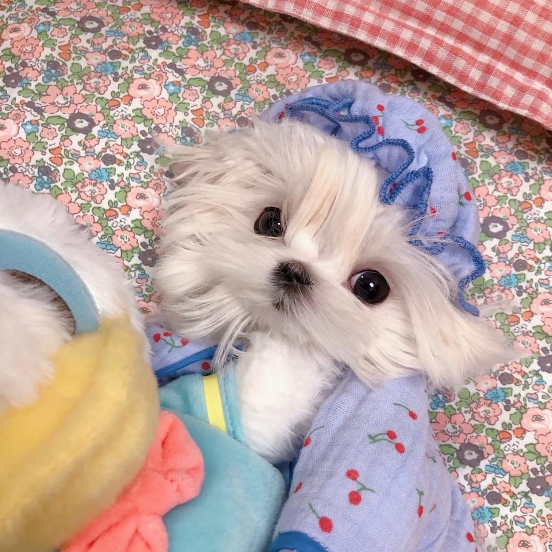 Momo