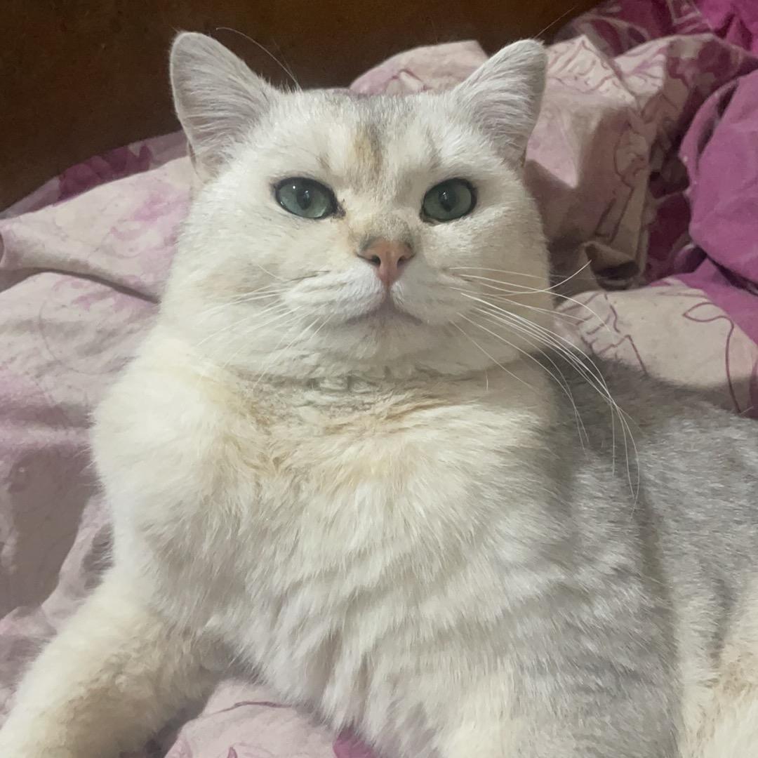 莫离