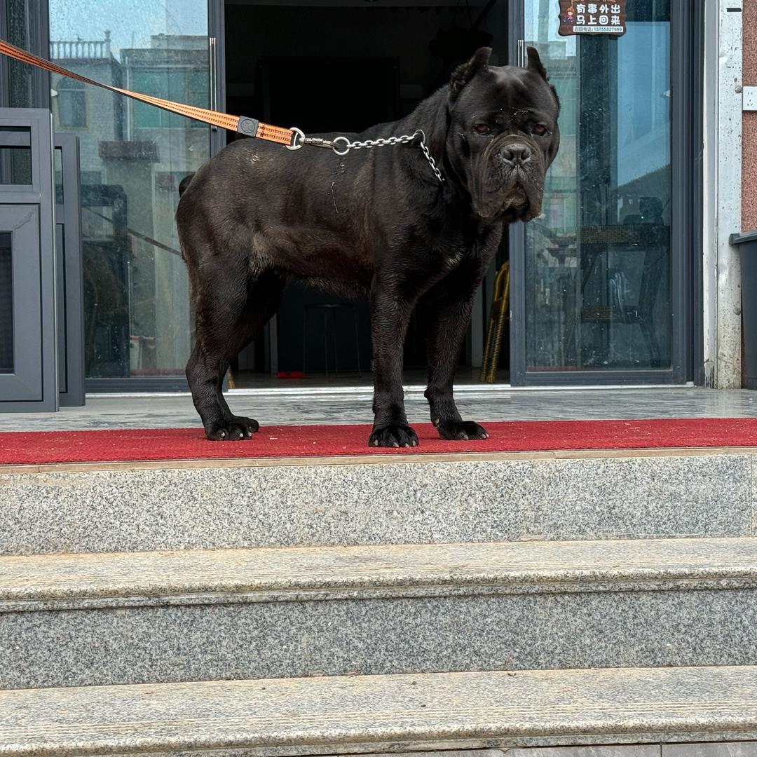 临泉卡斯罗爱好者……