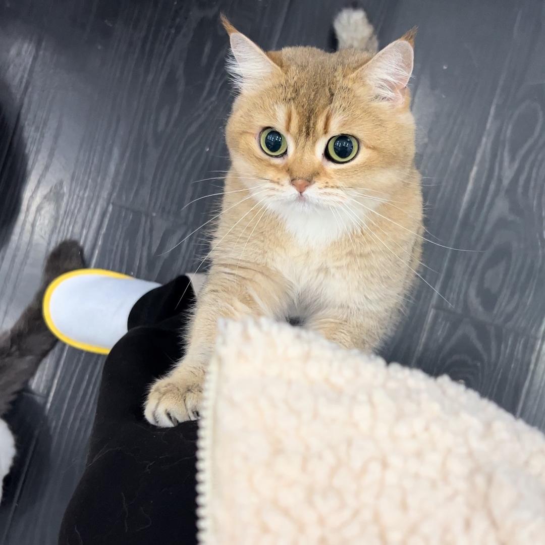 害羞的咩咩羊羔