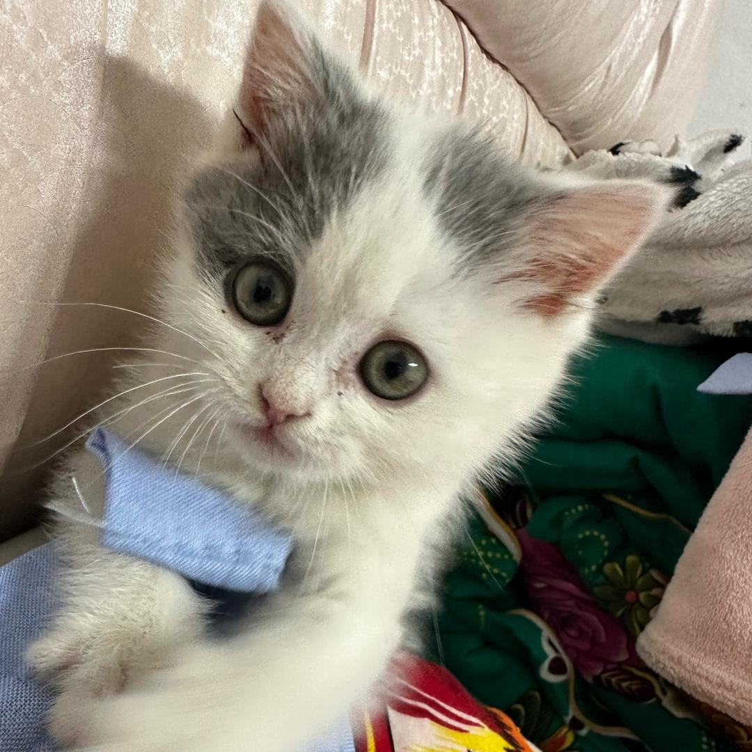 哇，一只小猫咪