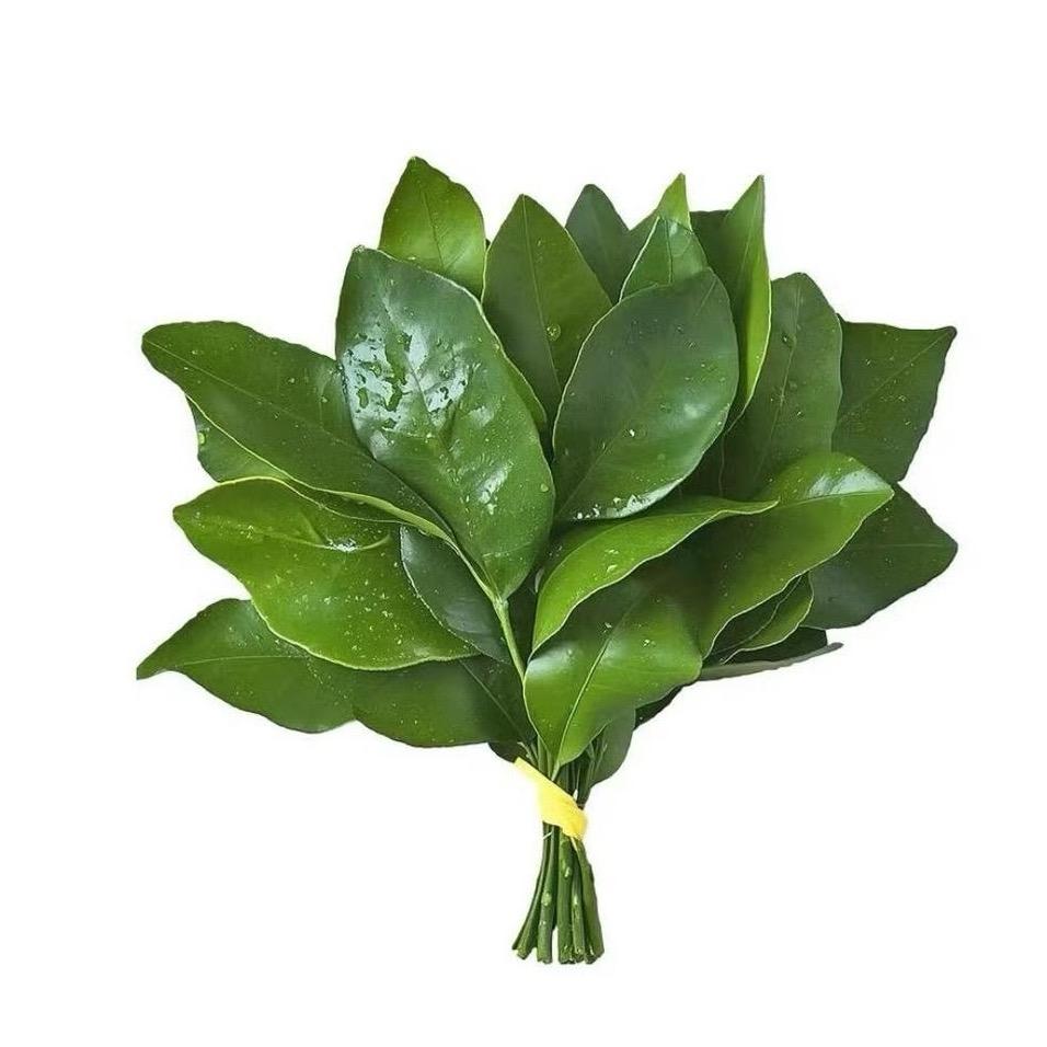 ᅟᅟ