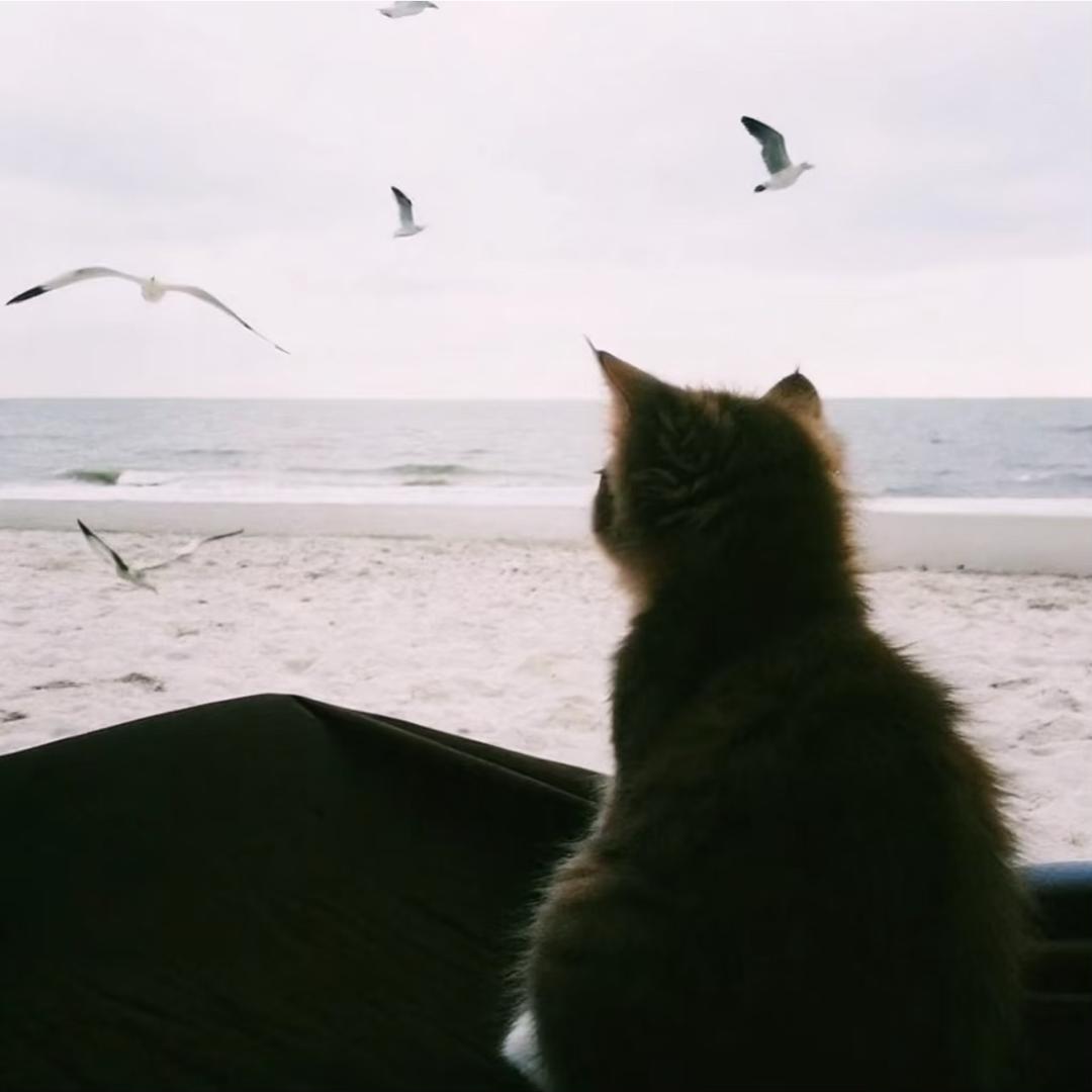 你和月亮一样冷(CS2)