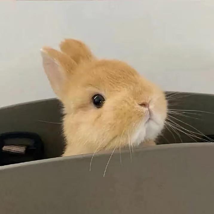 听风🐰