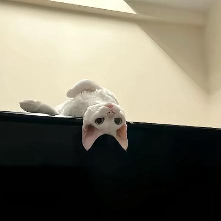 奕静