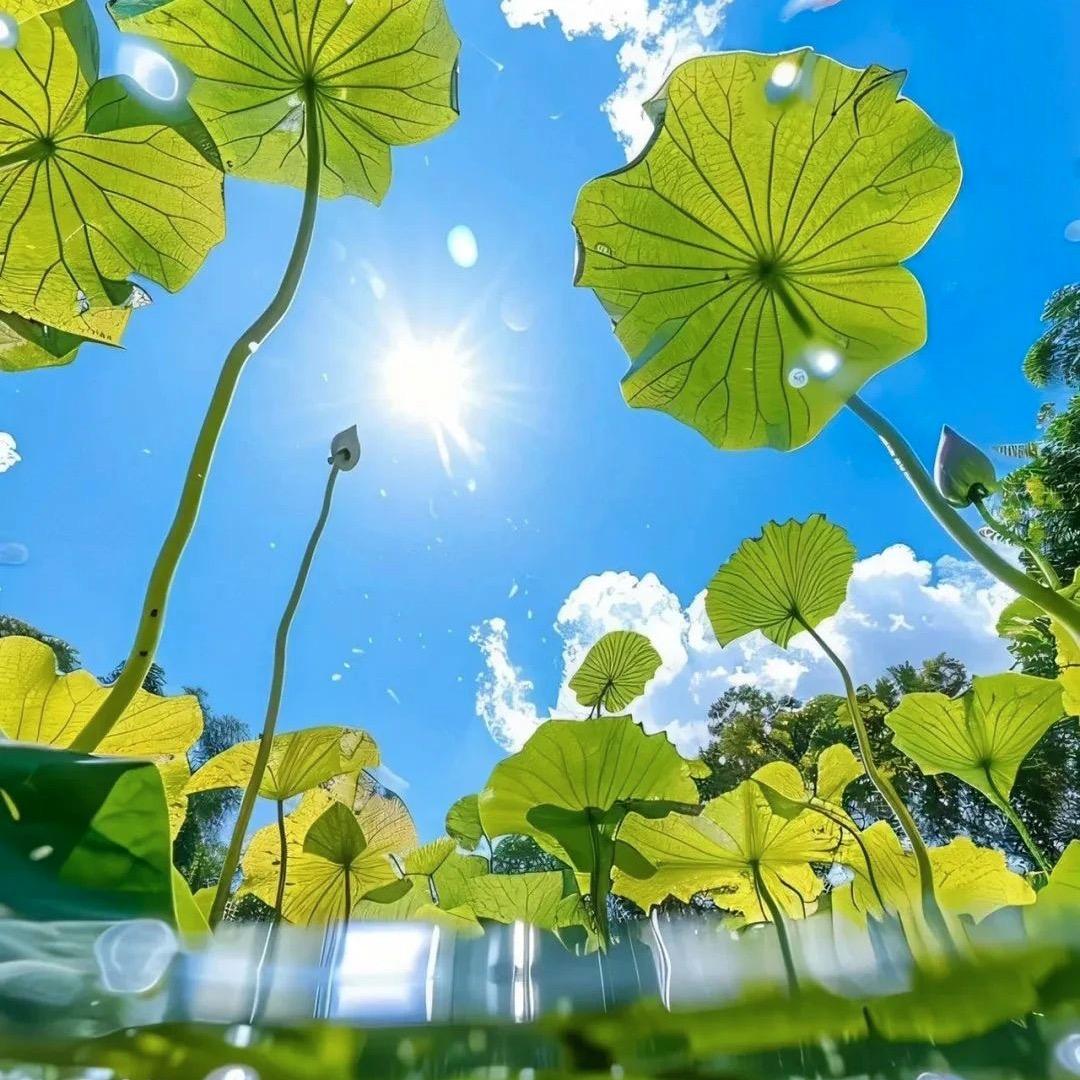 粥七（见过汪苏泷三次版）