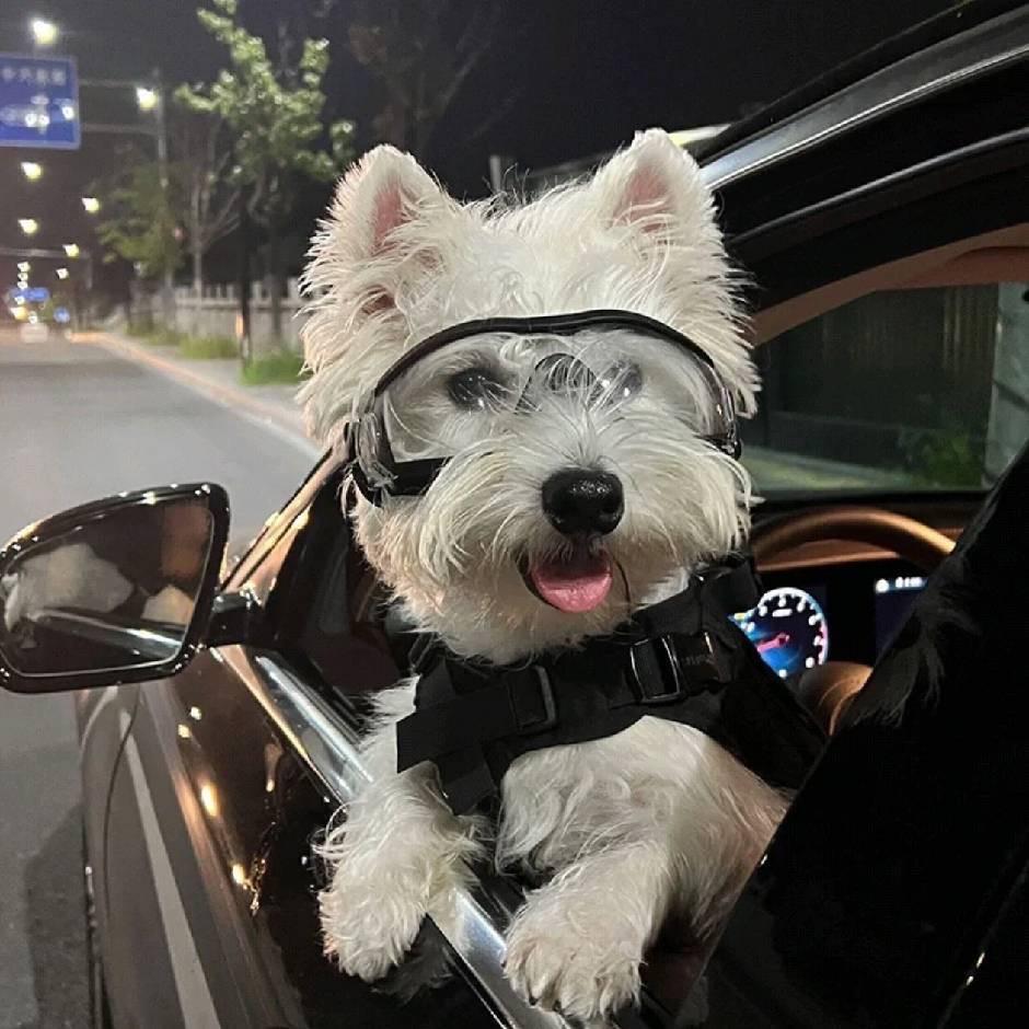 一只久