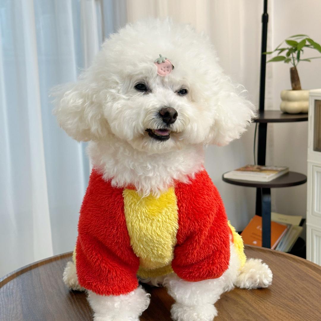 杨大米是只泰迪熊