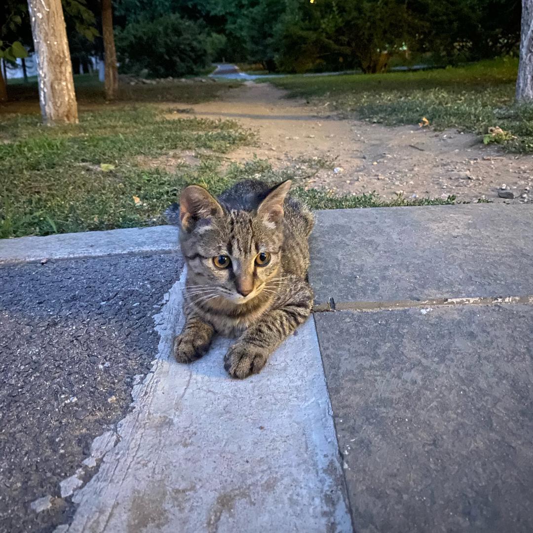 冠军小猫champion二狗宝贝