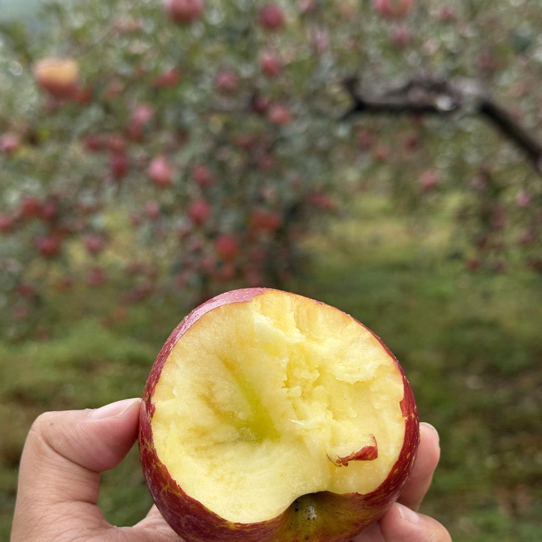 洁娟家·乐园好果