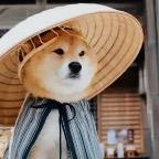凌风会放羊