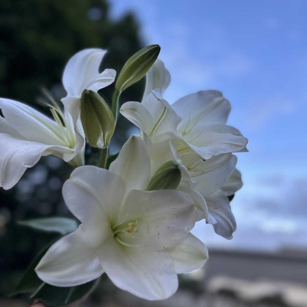 亿路凡花