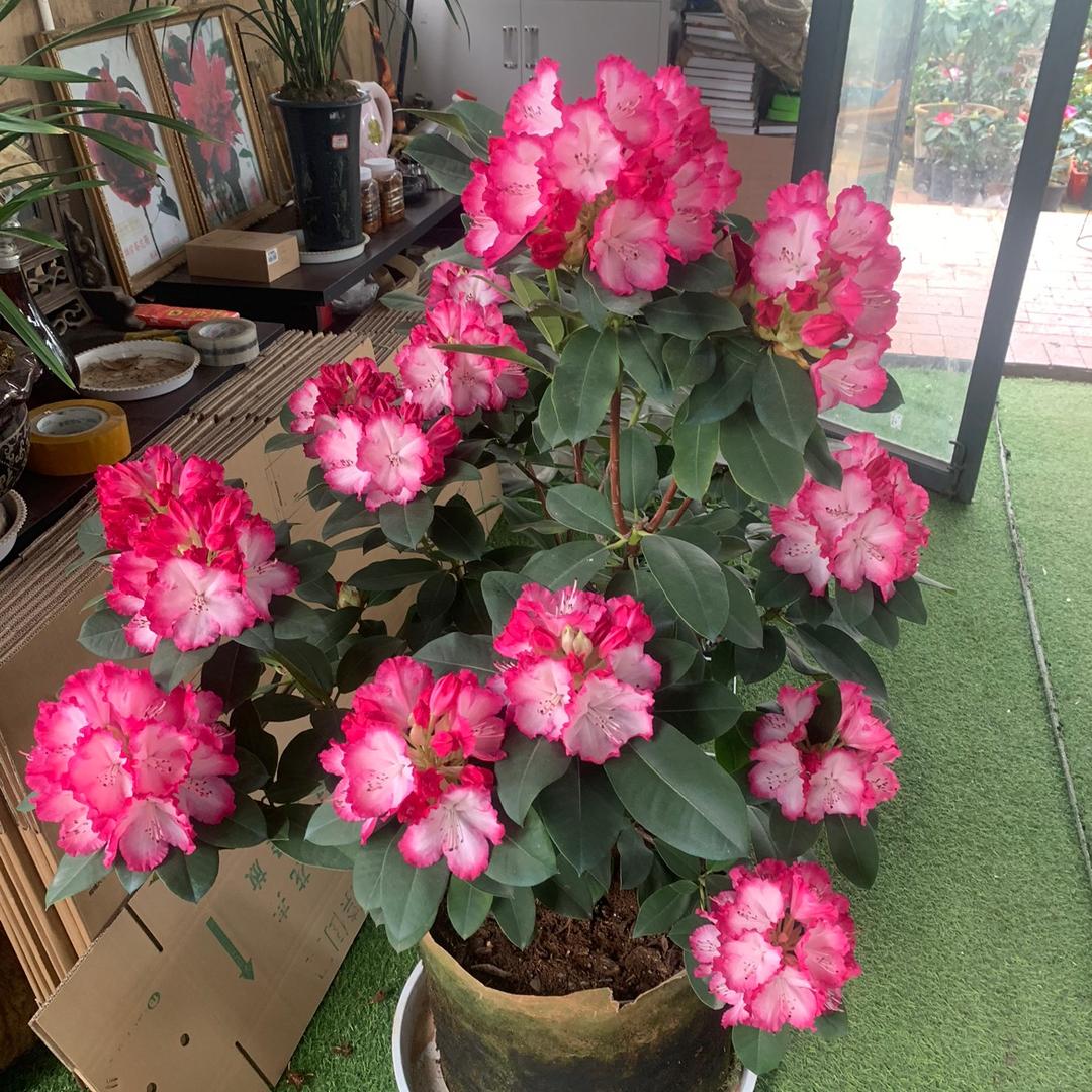 大理市瑞雪花卉有限责任公司