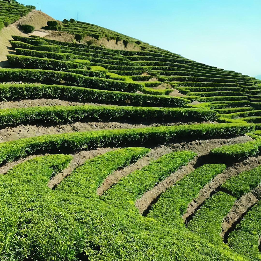 杨锐汕茶叶