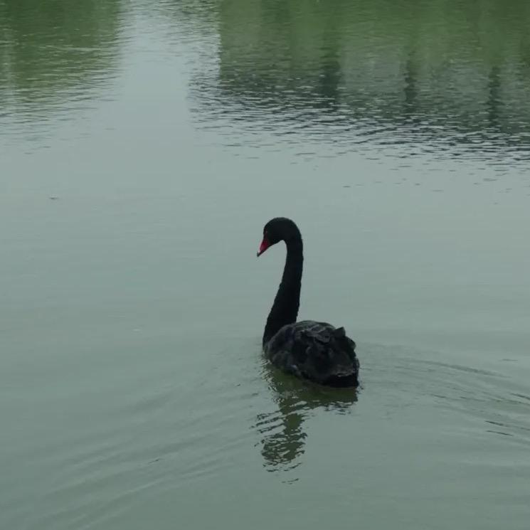 Luis