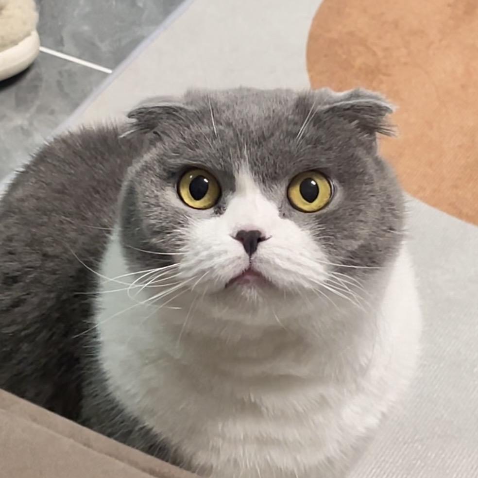 奥莉不是猫