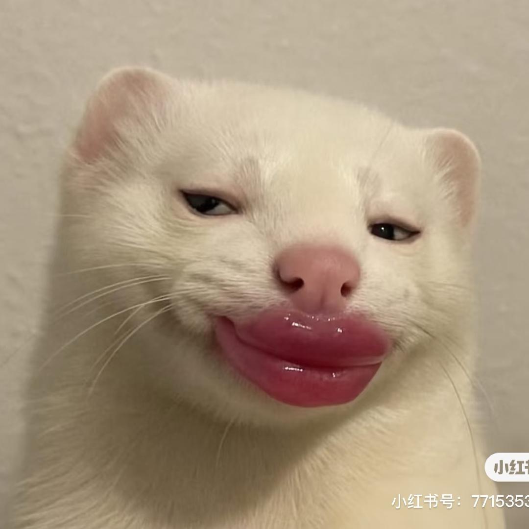 Kitty