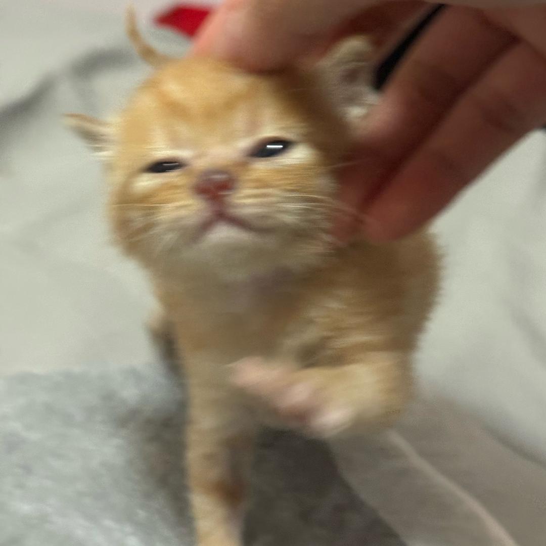 胡恺洋