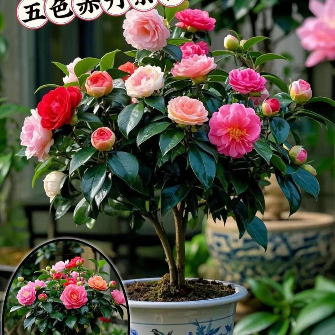 喜米花卉