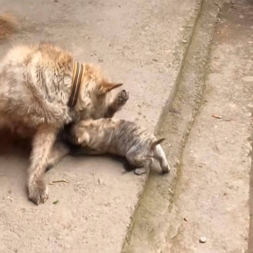 田园犬之家华