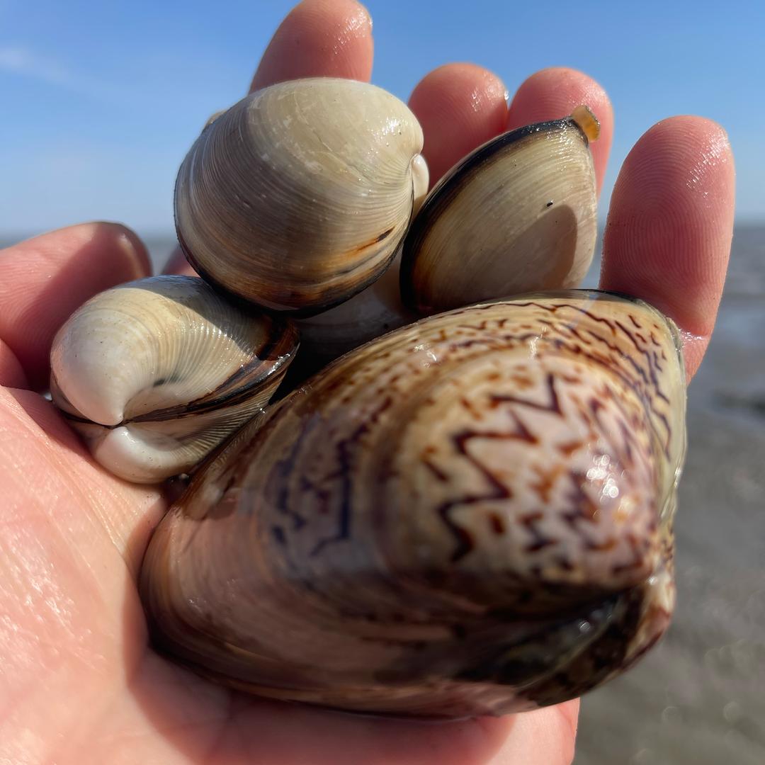 赶海盟主