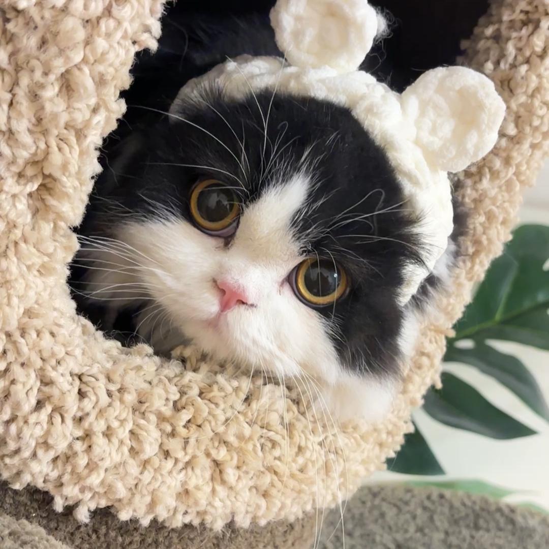 韩胖胖的猫