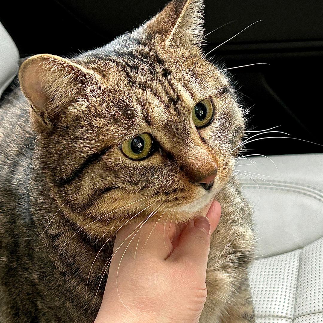 一只路虎的🐱