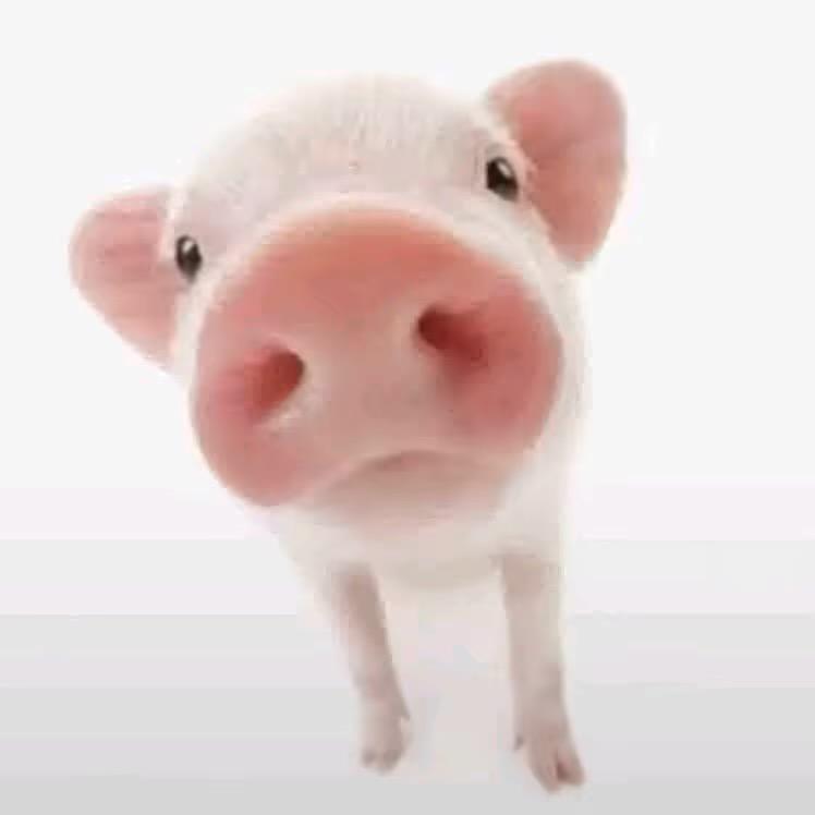 晕了饱饱 🐰ྀི