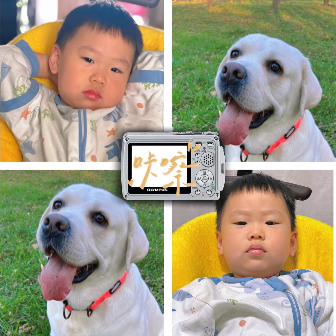 拉布拉多🐶肆柒