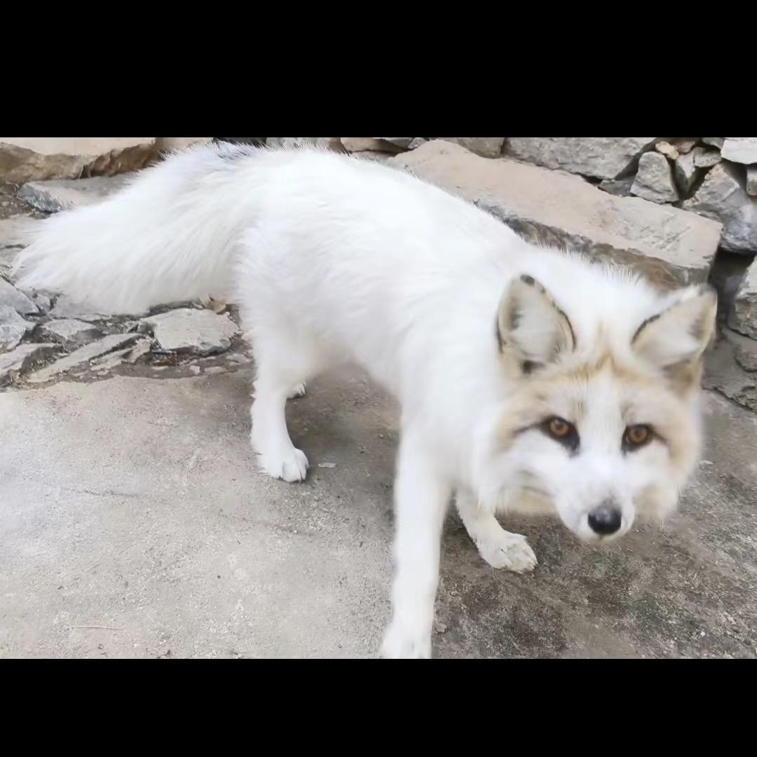 刘哥小院里的狐狸