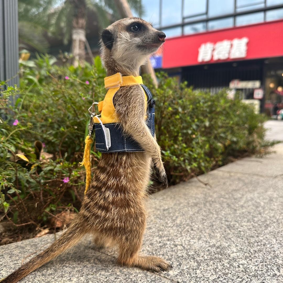 莫野犬舍