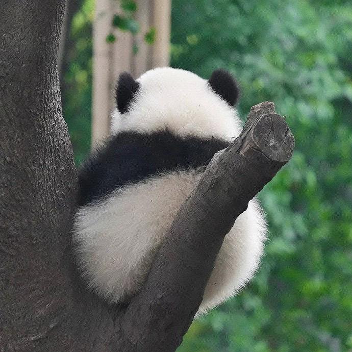 嘟嘟小熊猫