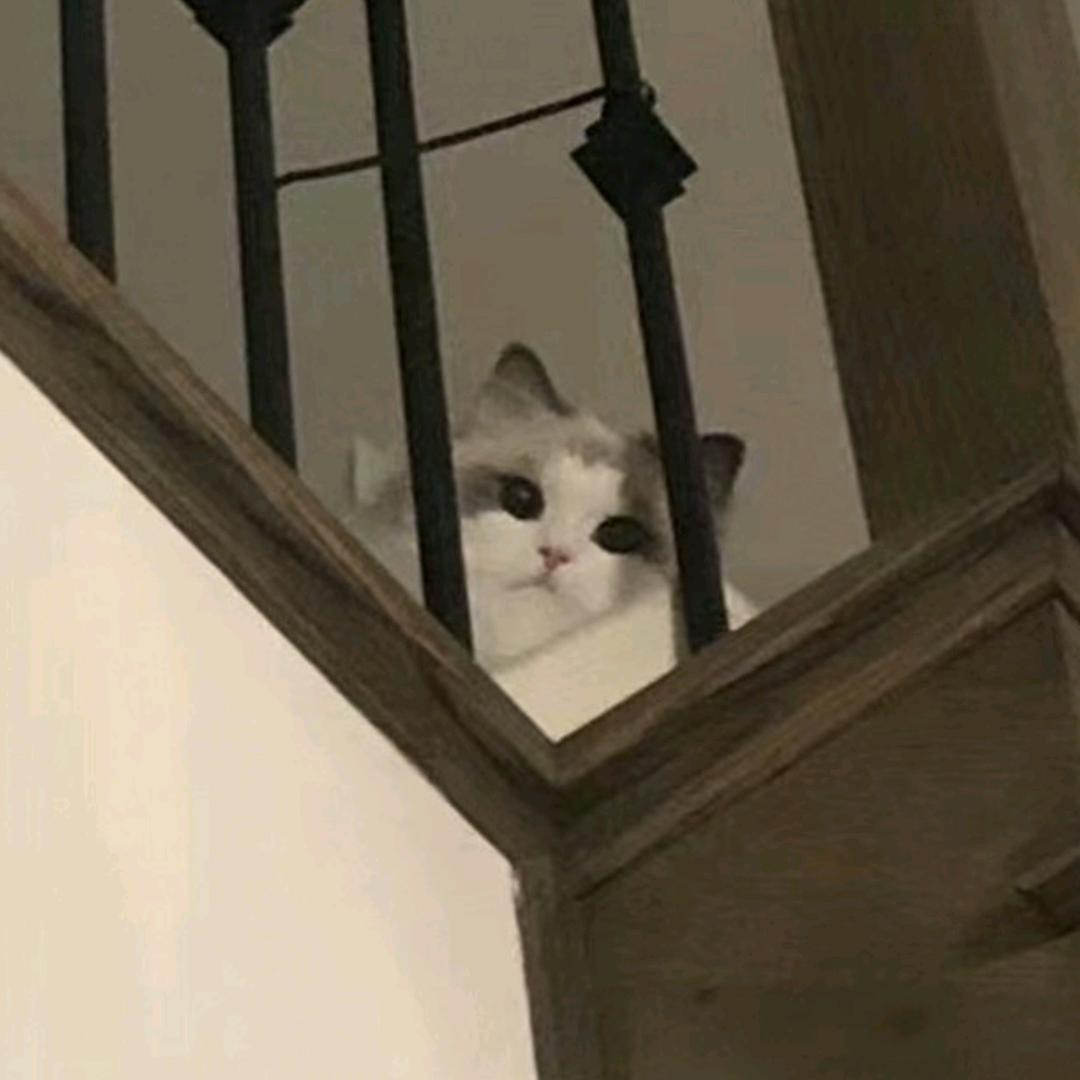 禁血狂团