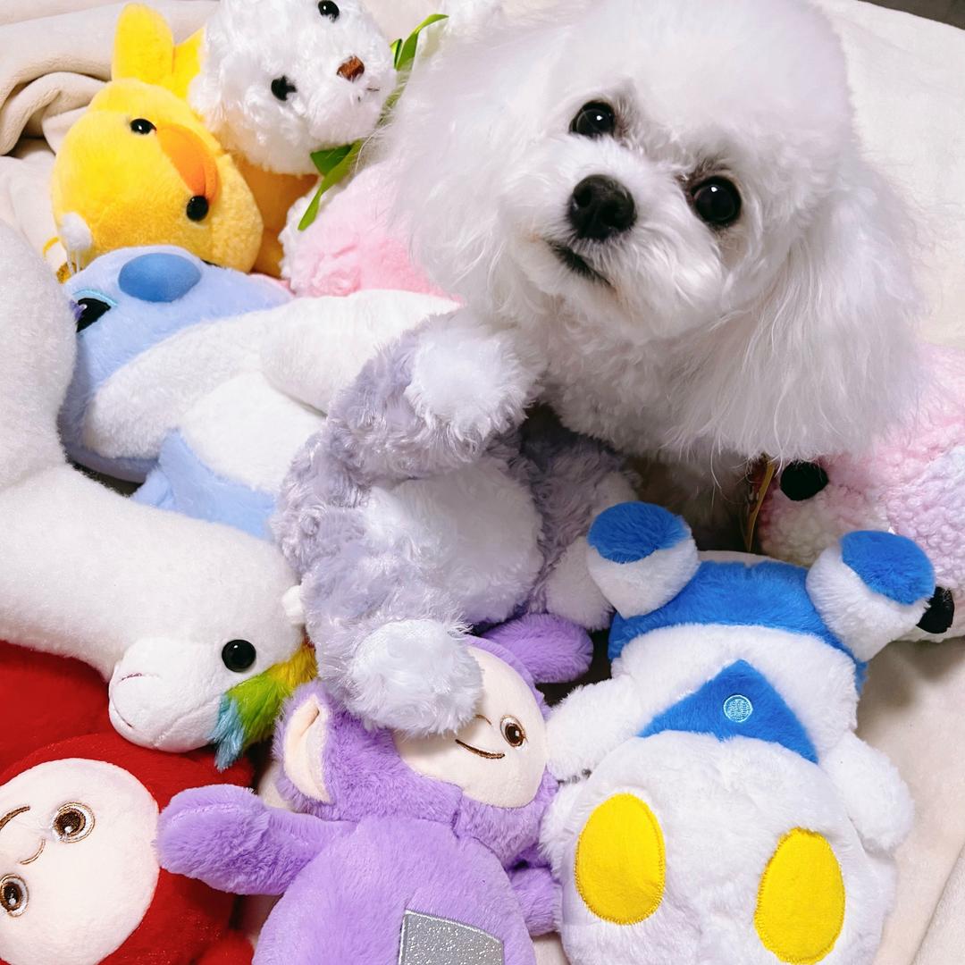 茉莉偷吃巧克力