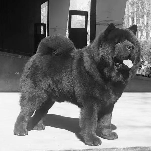 2️⃣关中八方田园汪汪基地