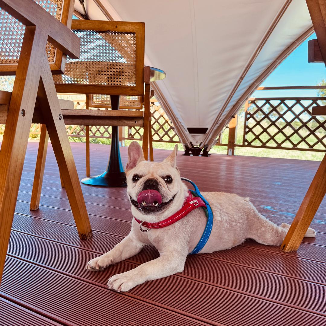 来福是个法国佬