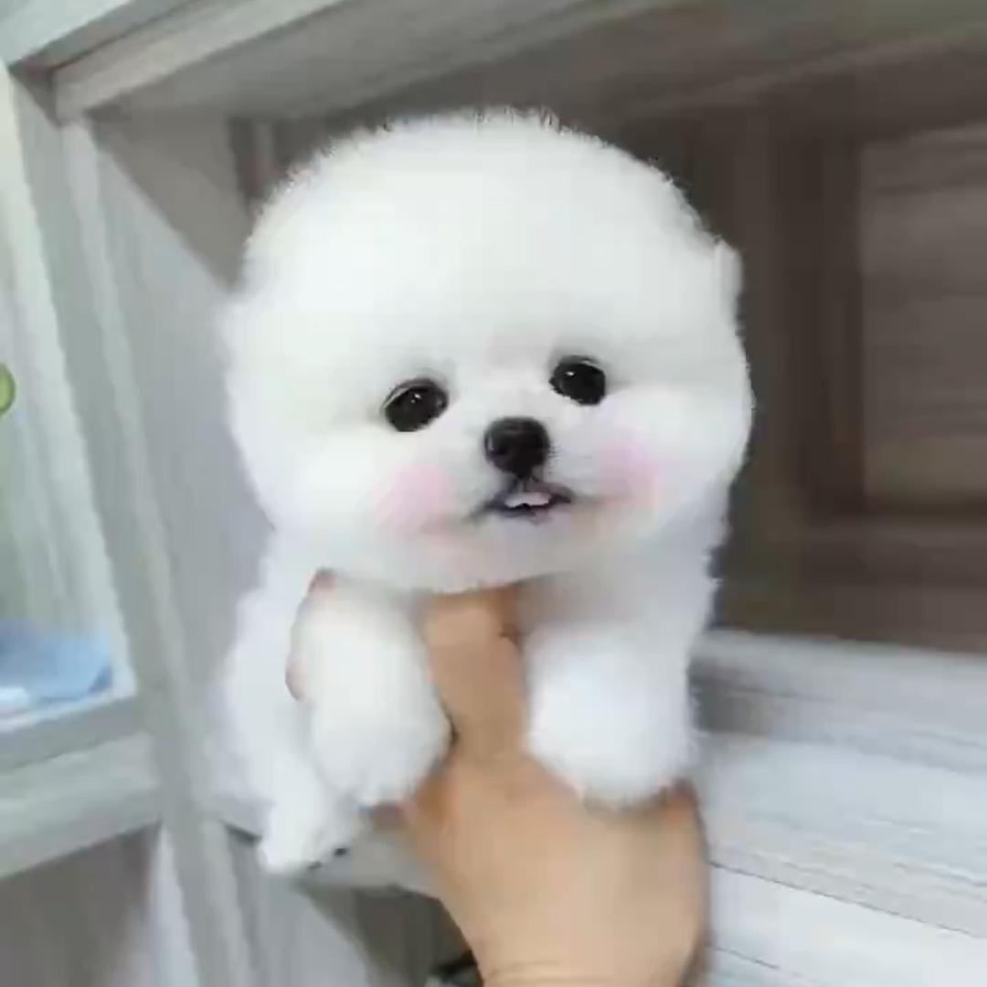 呆萌宠物