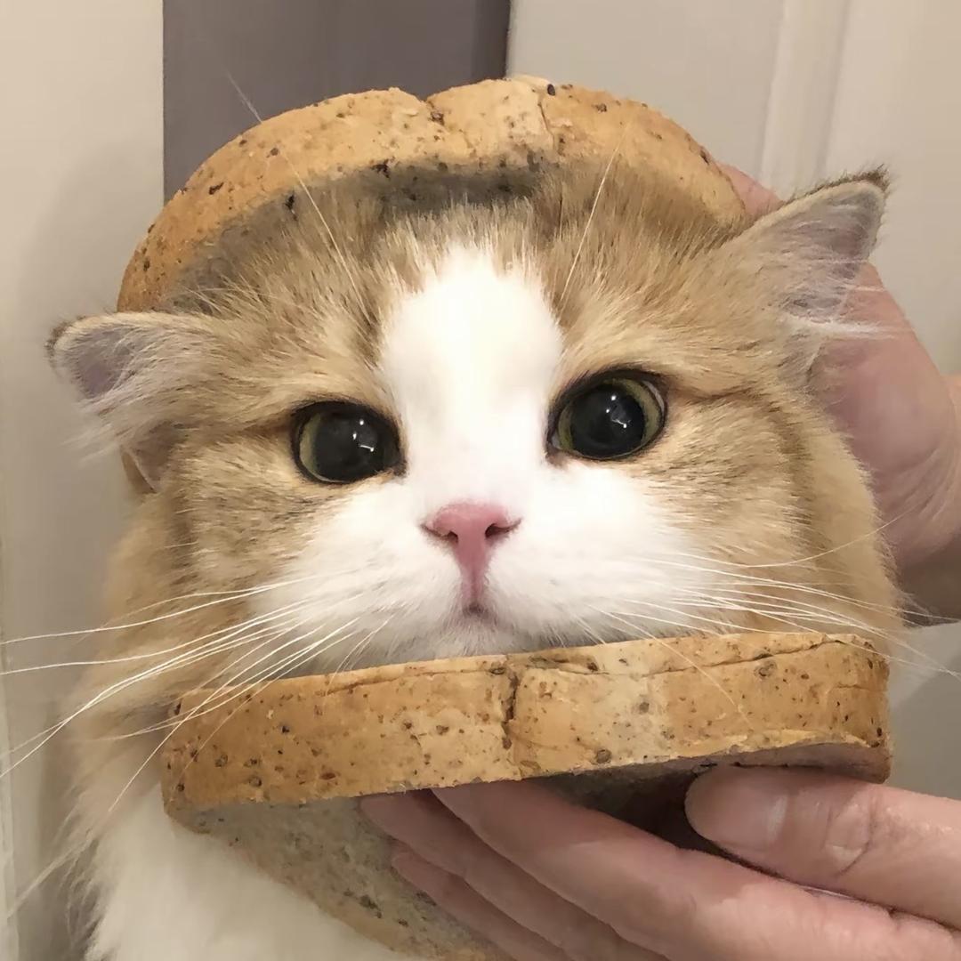 手机壳狂想家屋