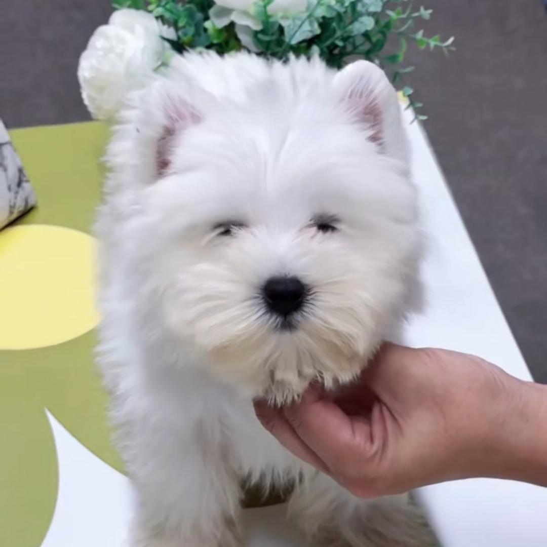 小阳哥淘狗