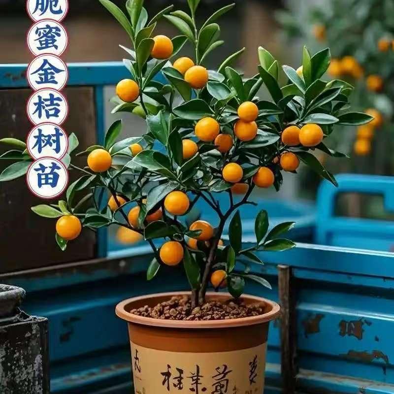 CAITI致远绿植专卖店果树苗木