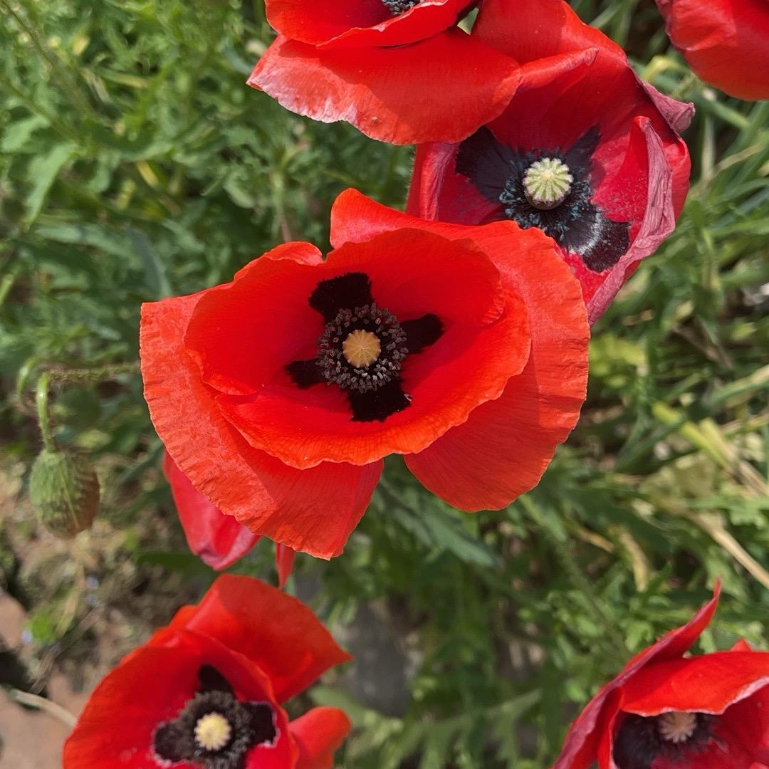 花🌸世界