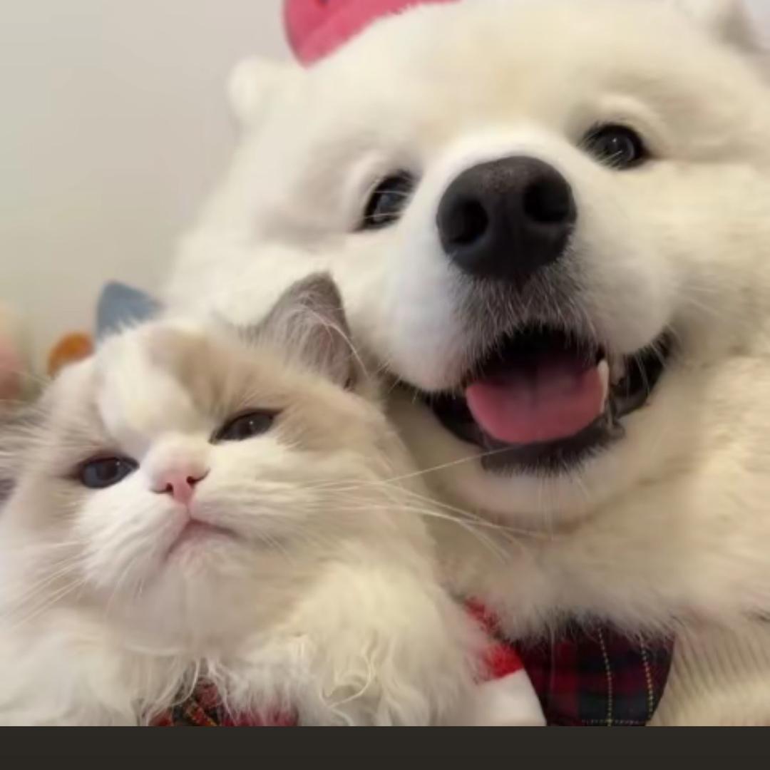 白酱