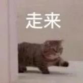 他爱罗