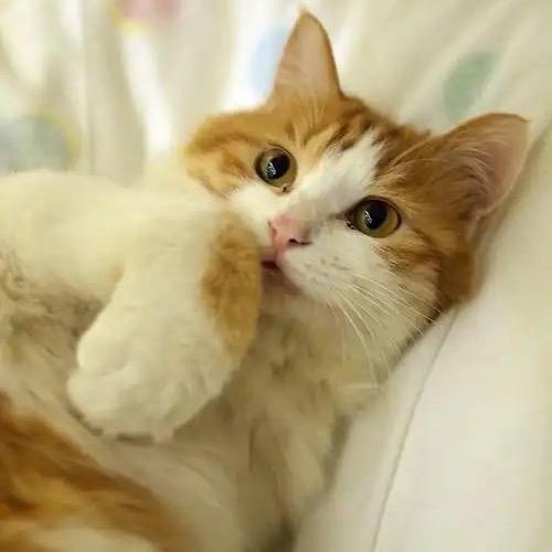 🚲人间清风☆*:.｡.