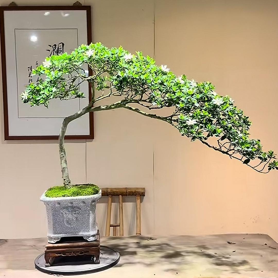 訡忿昔芘