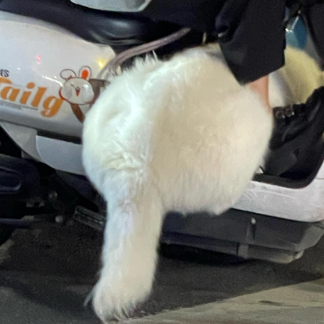 橙绒橘