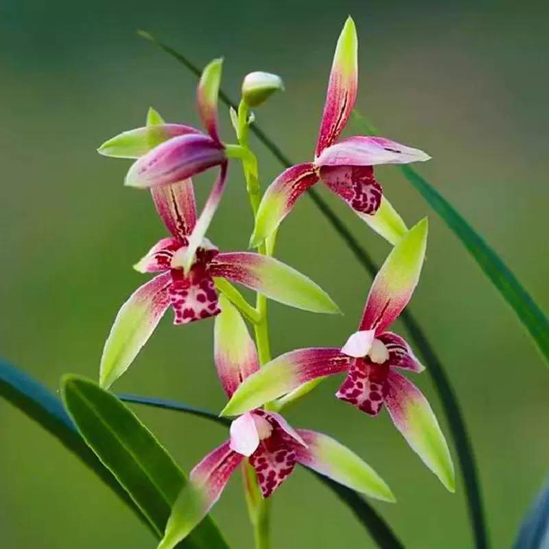 老高种兰花