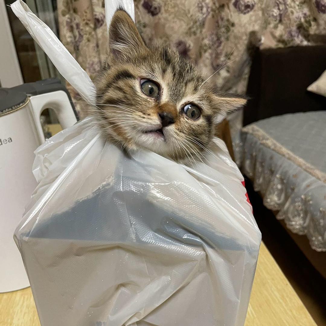 十六