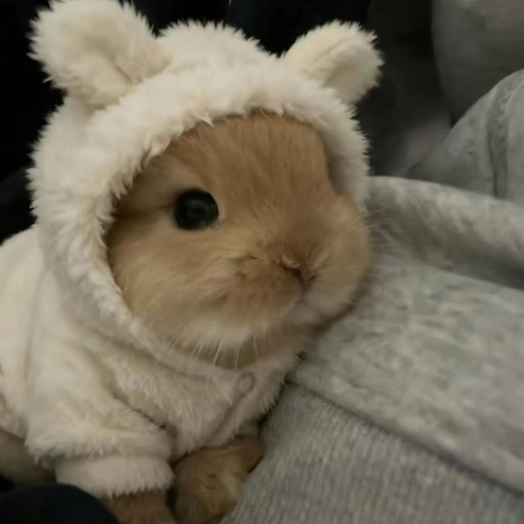 宇宙破裂小蛋蛋