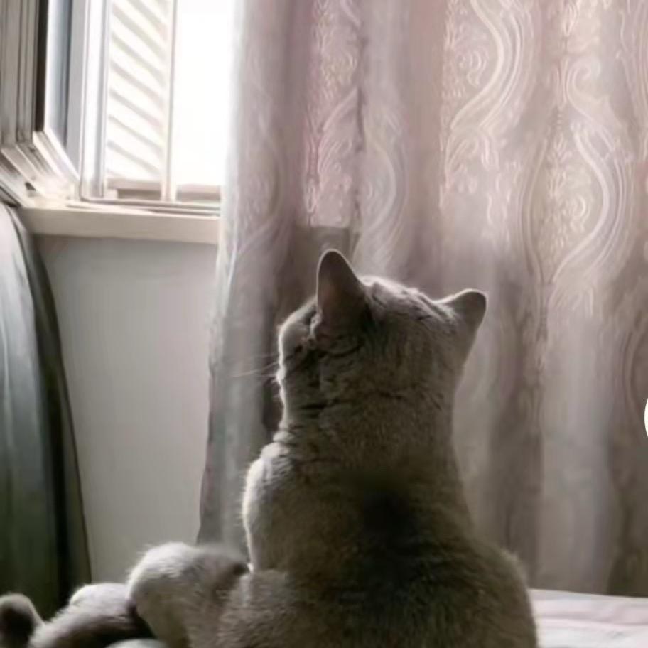 小猪